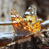 Из жизни репейницы... :: Андрей Заломленков