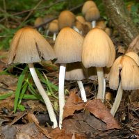 А дружнее всех растут навозники! :-) :: Андрей Заломленков