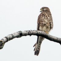 Пустельга. :: Владимир Безбородов