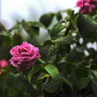 Дождик... :: Юрий Гайворонскiий Дождик... :: Юрий Гайворонскiий