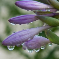 Цветущая хоста. :: Владимир Безбородов