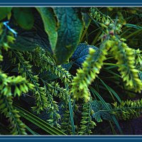 Веточки :: Владимир Кроливец Веточки :: Владимир Кроливец