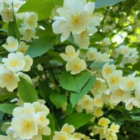 Ароматно! :: Ольга 