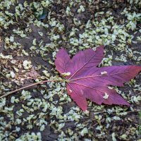 Лист Клена :: Игорь Сикорский