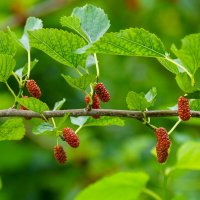 Тутовник :: Игорь Сикорский