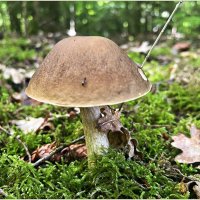 ****** :: Валерия Комова