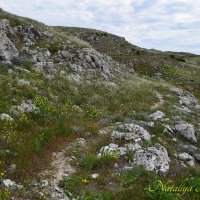 Природа Крыма :: Amazing Cosmea