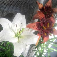 Мои Ли.. :: Елена Семигина