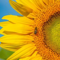 *** :: Николай Чекалин