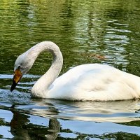 *** :: Хэлен ***