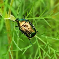 Бронзовка или майский жук :: Светлана Бронзовка или майский жук :: Светлана