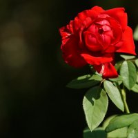 Роза Июля... :: Николай Саржанов