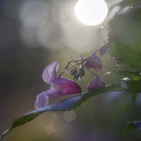 на рассвете :: Lyubov Busova