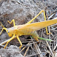 Голубоглазый кузнечик...) :: Константин Штарк