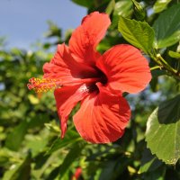 Гибискус (китайская роза) :: Татьяна Машошина