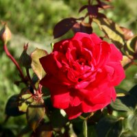 ** :: Vlad Сергиевич ** :: Vlad Сергиевич