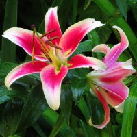 Красно - белые лилии :: Андрей Снегерёв