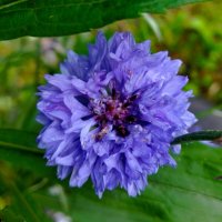 Василёк. :: Галина Бобкина