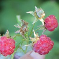 Щедрый июль. :: Венера Чуйкова