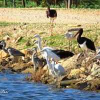 Птичий интернационал :: Николай Волков