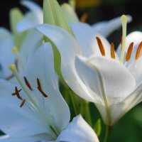 ... :: Сергей Ц