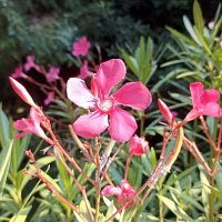 Олеандр :: Татьяна Тюменка