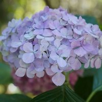 Гортензия :: Татьяна Тюменка