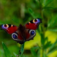 Бабочка :: Владимир VS