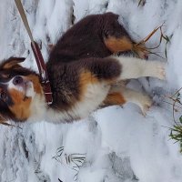 щенок породы ауси :: Артём 