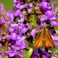 из сегодняшней съемки 3 :: Александр Прокудин