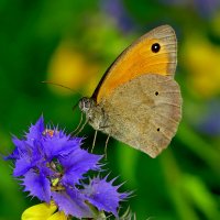 из сегодняшней съемки 4 :: Александр Прокудин из сегодняшней съемки 4 :: Александр Прокудин