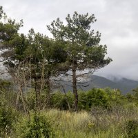 Природа :: k-e-r-g-u-d-u DM