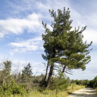 Природа :: k-e-r-g-u-d-u DM