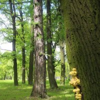 Стрельна. Орловский парк :: Наталья Герасимова Стрельна. Орловский парк :: Наталья Герасимова