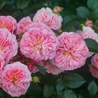 В розарии ботанического сада :: Ольга 