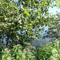 У лесного озера :: Veera V