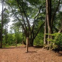 Там, где растут буки... :: Николай Гирш