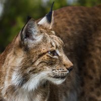 Рысь :: SanSan Рысь :: SanSan