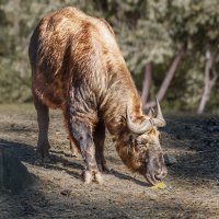 Такин :: SanSan 