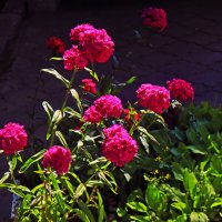 Июль...Просто городские цветы! :: Владимир 