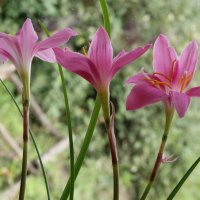 Цветы. :: сергей ермошкин