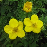 Лапчатка :: Людмила Смородинская Лапчатка :: Людмила Смородинская