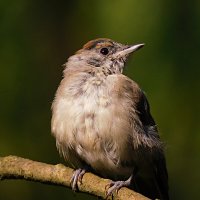 Черноголовая славка :: Лина Черноголовая славка :: Лина