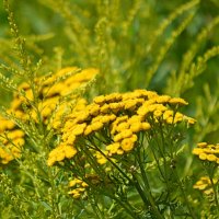 Июль с золотым оттенком :: Татьяна Лютаева