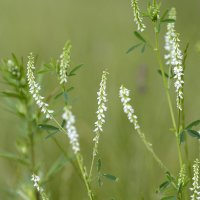 *** :: k-e-r-g-u-d-u DM