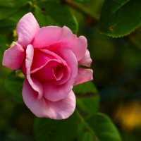 Доброе утро :: Юрий. Шмаков