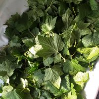 сушим листочки на чай... :: Галина Флора