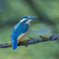 зимородок. :: юрий макаров зимородок. :: юрий макаров