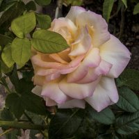 Глория  Дей :: Валентин Семчишин