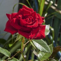 Алая роза :: Валентин Семчишин Алая роза :: Валентин Семчишин